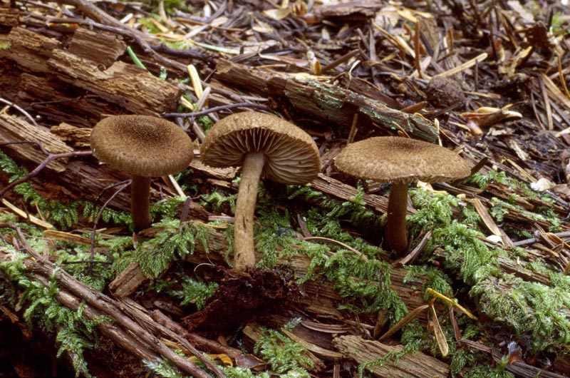 Inocybe lanuginosa group